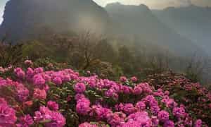 莱州大岭山杜鹃花盛开的季节,风景如画。