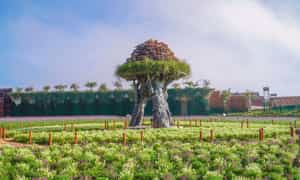Fresh Garden Đà Lạt xinh đẹp và mang đến trải nghiệm thú vị cho du khách