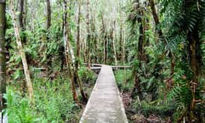 旅游区总面积约110公顷(含千层林区)。除了多样的生态系统外,这里还拥有大片原始的原始森林