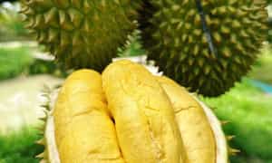 Làng Vitamin - Miệt vườn sinh thái với đặc sản sầu riêng