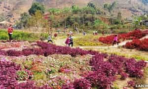 刚来到Ban Tham，游客就会沉浸在色彩缤纷的花朵中。