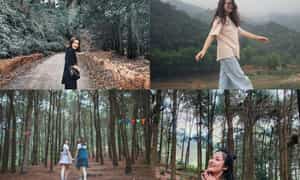 Checkin rừng thông hút trọn ngàn like