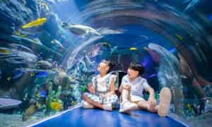 Là thủy cung có quy mô lớn đầu tiên được xây dựng tại Việt Nam, thủy cung Vinpearl Nha Trang có diện tích lên tới 3.400m2 với kiến trúc đường hầm mái vòm vô cùng độc đáo.