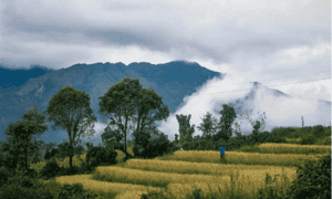 Mây sà xuống ruộng bậc thang