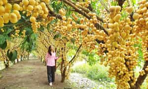 这个地方是仿古西式风格建造的,花园里种植了多种果树,如台湾芒果、金星苹果、红毛丹……