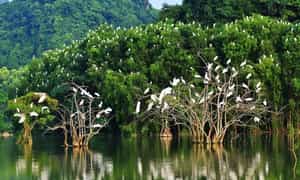 Cảnh đẹp lãng mạn tại khu du lịch sinh thái Rừng Đước