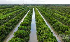 Khu sinh thái Sông Hậu Farm gây ấn tượng với du khách bởi nét mộc mạc, gần gũi với thiên nhiên, gợi nhớ ký ức tuổi thơ.