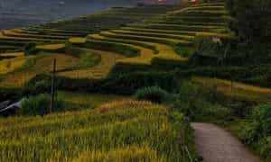 稻成熟时节,塔岭村的美景。