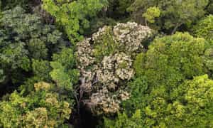 这是永灵县东部地区仅存的原始森林,周围是总面积265公顷的住宅区。