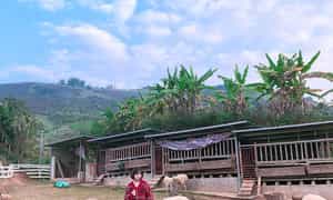 Chơi đùa với những chú cừu vô cùng đáng yêu và thân thiện.