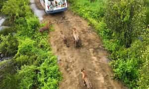Mỹ Quỳnh Safari hay còn gọi là MyQ Safari, có thể nói đây là vườn thú quy mô lớn đầu tiên ở vùng Tây Nam Bộ với diện tích hơn 50 ha