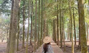 鹰岛旅游区确实是西贡附近理想的旅游区，是您周末短途旅行的解决方案。