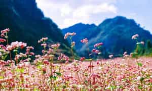 랑선(Lang Son) 메밀 꽃밭은 최근 박선(Bac Son) 지역 쩐옌(Tran Yen) 코뮌 란 갓(Lan Gat) 마을에 위치해 있어 매우 인기가 높습니다.