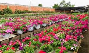 Làng hoa Mê Linh rộn ràng sắc hoa vào những ngày đón Tết