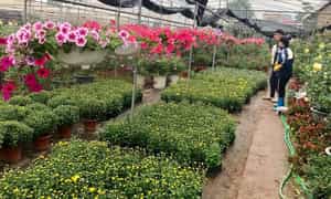 游客为Tet选择美丽的花束。