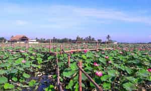 Phu Thien Lotus Field의 총 면적은 거의 12 헥타르이며 고원 한가운데에 있습니다.