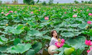 연꽃 시즌의 Phu Thien Lotus 필드