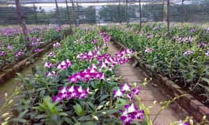 Vườn Hoa Nhiệt Đới Mộc Châu sở hữu hàng ngàn loài hoa khác nhau với đầy đủ sắc màu, hương thơm ngào ngạt