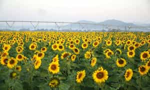 Nghe An的向日葵花园地址来自市中心。 Vinh将近100公里