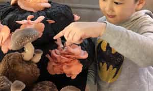 Da Lat Mushroom Village根据农场模型结合了农业模式，是一个独特而新颖的吸引力，可以增加时间表。