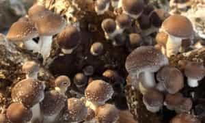 有许多有机蘑菇品种的研究，测试和种植。