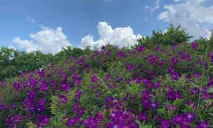 SA DEC HONG ROSE 필드 지역