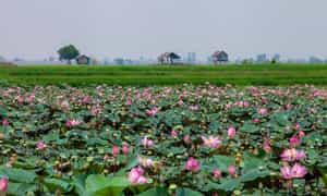 Lotus Field의 일출을보기위한 캠핑은 더 이상 훌륭하지 않습니다.