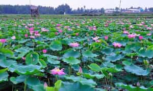 Ở Đảo Nhím Tây Ninh còn có một ao sen nhỏ, cứ vào mùa là bạn có thể thỏa thích ngắm sen và chụp ảnh “sống ảo” cùng bạn bè.