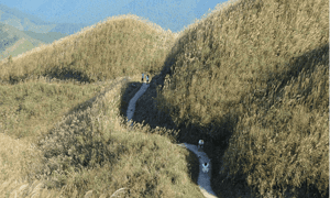 1297年里程碑地区被称为朗之子的草天堂。