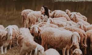 温柔而友好的绵羊是Gia Hung Ninh Binh绵羊的亮点。