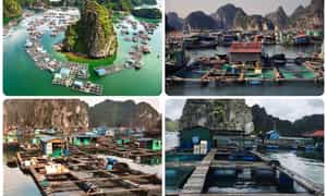 CAI BEO渔村(也称为Vung O Fishing Village)位于Ho Chi Minh City的Cat Hai Island District的Cat Ba群岛领土。 hai phong。