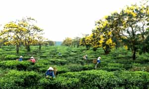 来到Bau Can Tea Hill,您会感觉到充满活力和迷人美感的自然美景,自然和天空的巨大自然。
