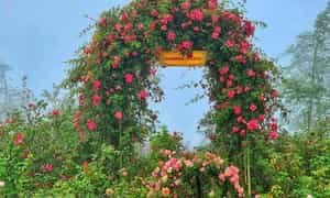Chụp hình với hàng nghìn đóa hồng