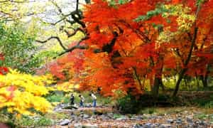 在越南，枫叶叶子通常在日历的11月和12月改变颜色。