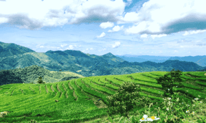 游客访问了纳吉(Na Ngoi)公社的班毛(Ban Mau),那里的pu xai lai leng是Nghe中最高的,它将欣赏这里山的野外美。