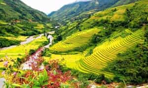 Bản Hồ Sapa vào những mùa thu hoạch nổi bật sắc vàng