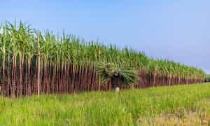 Làng Hà Càng Huế còn nổi tiếng với ruộng mía mênh mông.