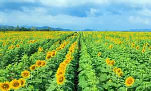 nghe a felwower田地有近100公顷的面积,位于Nghia Dan区Nghia Dan District的Nghia Son Commune的Farm 19/5