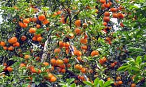 Lai Vung Tangerines는 큰 왼쪽, 작은 씨앗, 얇은 피부, 생생한 오렌지, 육즙이 많고 달콤한 단맛으로 두드러집니다.