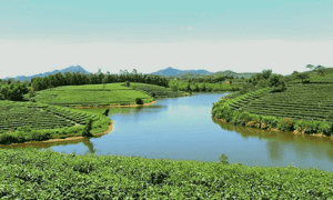 Bức tranh thiên nhiên tuyệt sắc của đảo chè