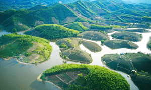 Đồi chè Thanh Chương xanh tươi quanh năm