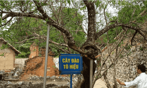 Cây đào Tô Hiệu ươm mầm nơi tù lao Sơn La.
