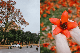 Chìm Đắm Trong Sắc Đỏ Hoa Gạo: Biểu Tượng Lâu Đời Mang Đậm Hồn Việt