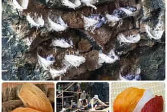 YẾN SÀO NHA TRANG - NIỀM TỰ HÀO CỦA VÙNG BIỂN XINH ĐẸP