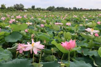 Experience the Peace and Beauty of Dong Sen Thap Muoi Eco-Tourism Site