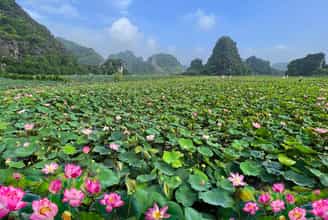 Standing in awe of Ninh Binh's blooming lotus season