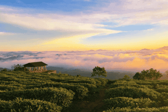 Discover Cau Dat Tea Hill - A Peaceful Place In Dreamy Da Lat