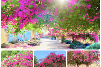 CON ĐƯỜNG HOA GIẤY Ở NHA TRANG