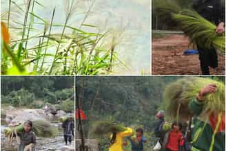 Mùa thu hoạch "lộc trời" trên núi Minh Hóa - Quảng Bình
