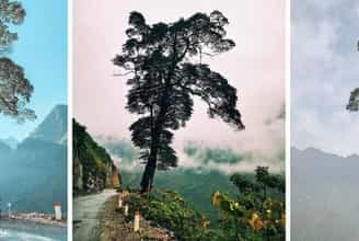Ha Giang Lonely Tree: Mysterious Attraction To Today's Youth